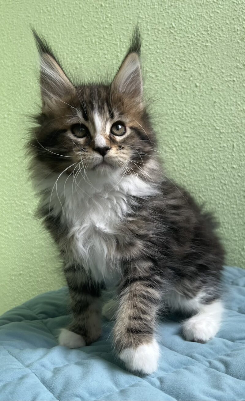 Joelle Maine Coon female, black bicolour tabby