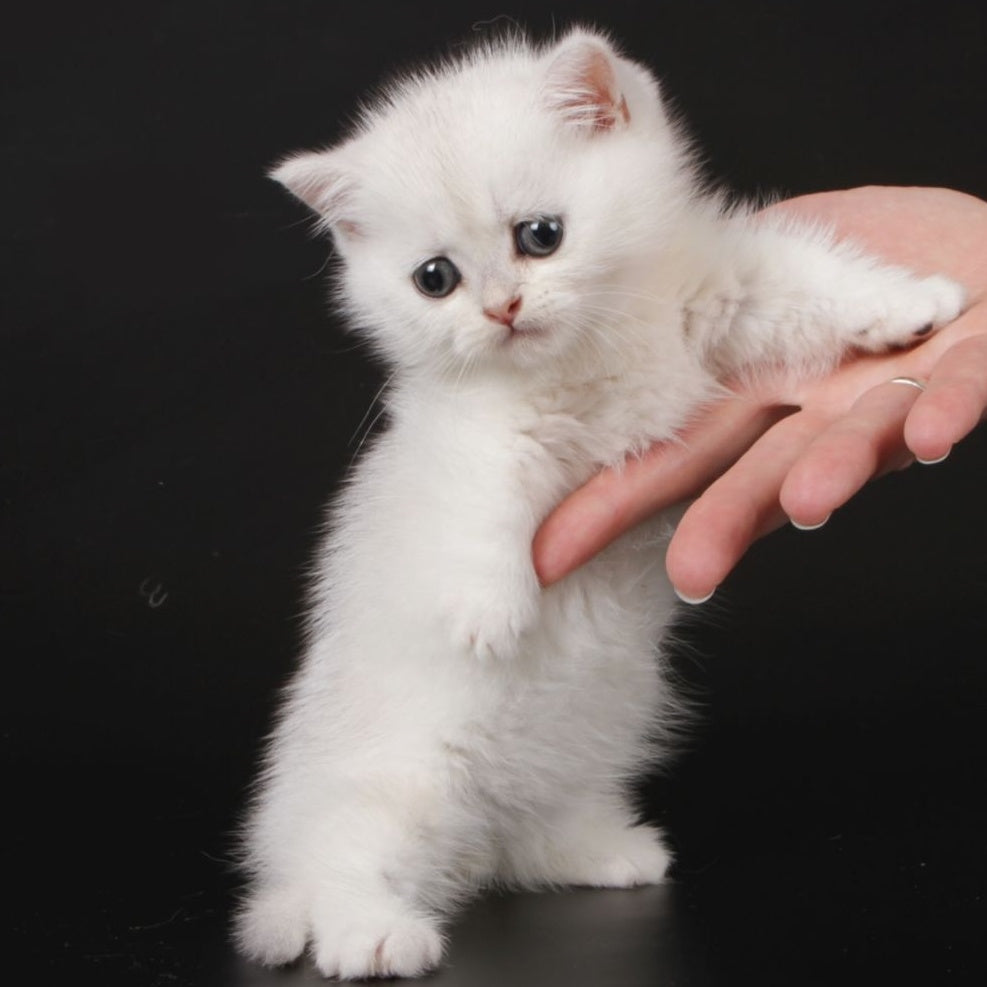Xevan Munchkin male, black silver shaded