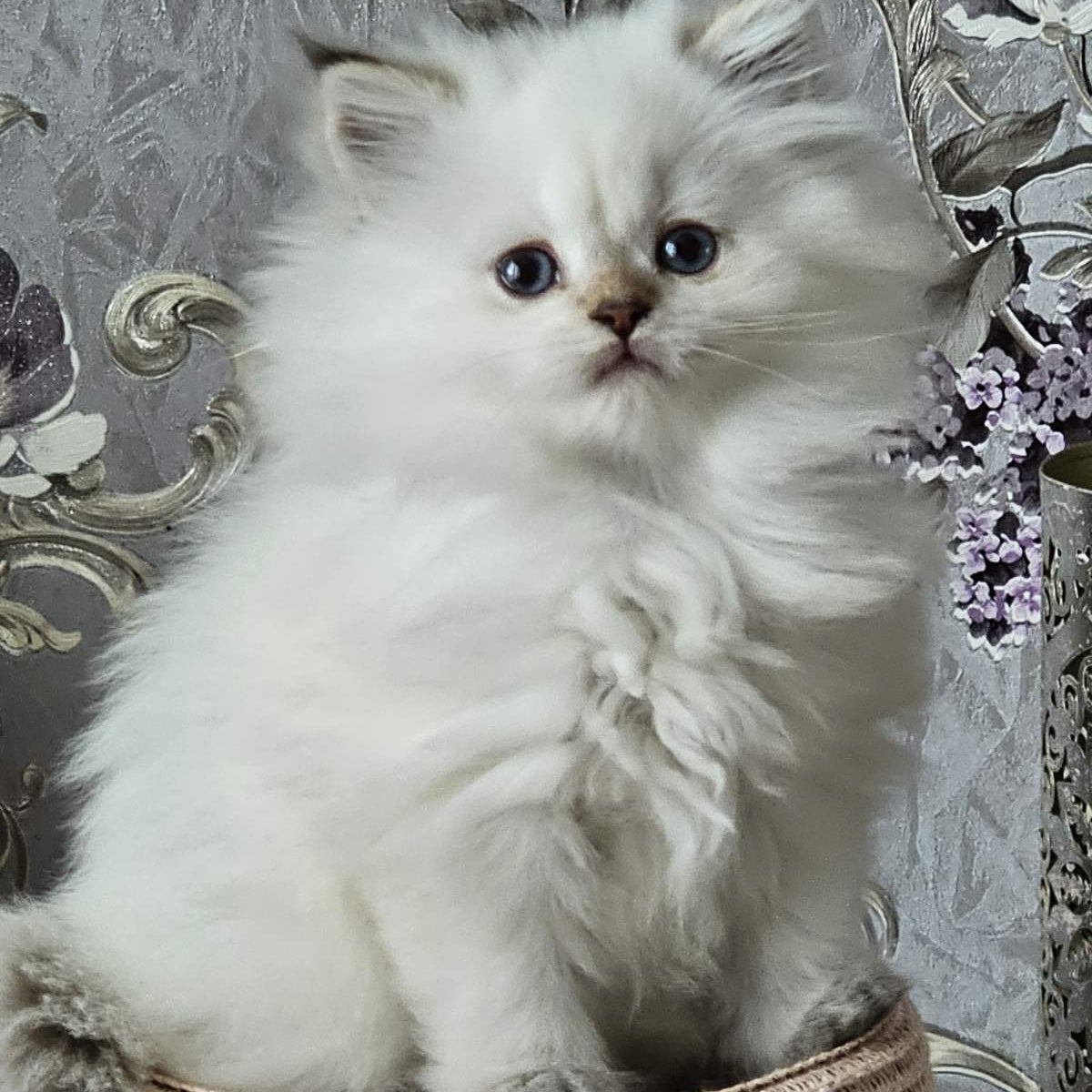 Alisa British Longhair female, black golden shaded pointed