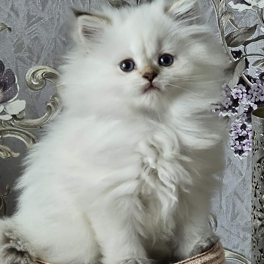 Alisa British Longhair female, black golden shaded pointed