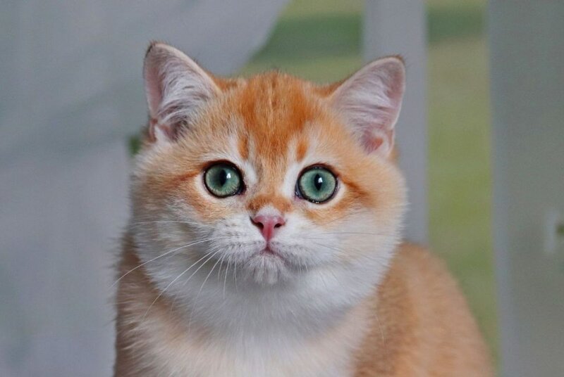 Quincy British Shorthair male, black golden chinchilla