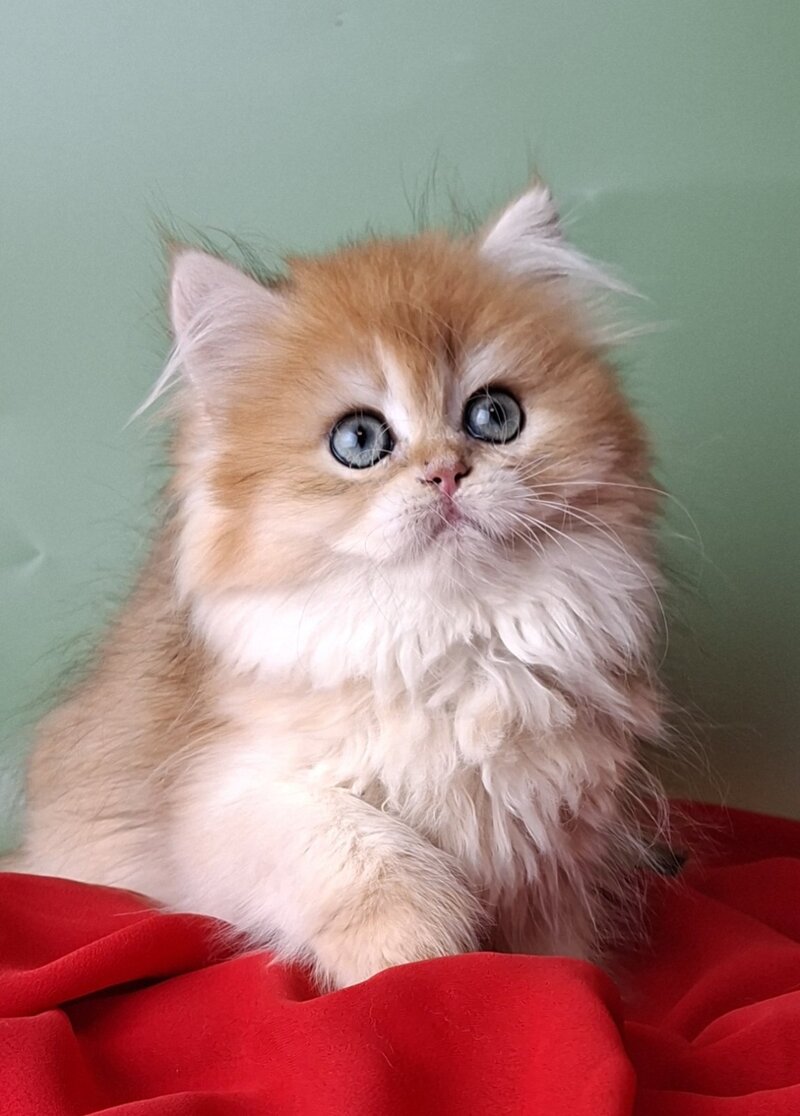 Burzhuy British Longhair male, black golden chinchilla