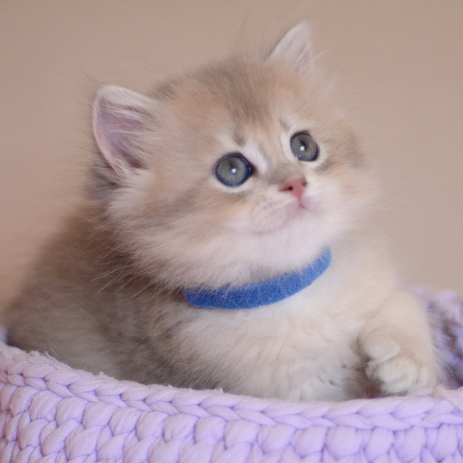 Yappy British Longhair male, blue golden chinchilla