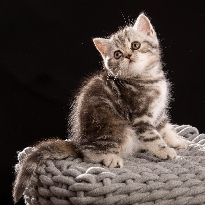 Nicole Scottish Straight female black silver tabby - live animals
