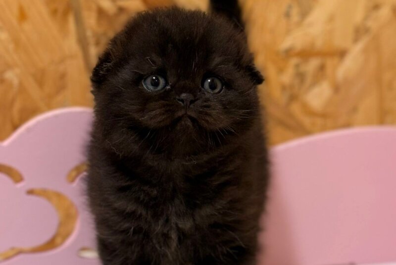 Florence Scottish Fold female, black