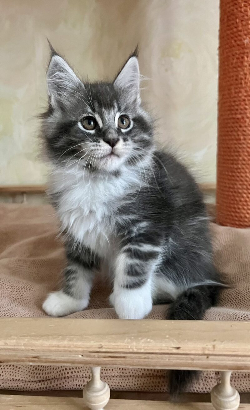 Jeremy Maine Coon male, blue bicolour tabby