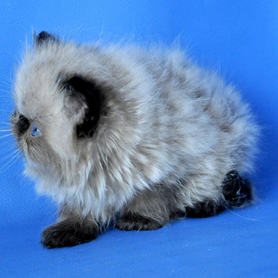 Pupa Persian female, seal pointed