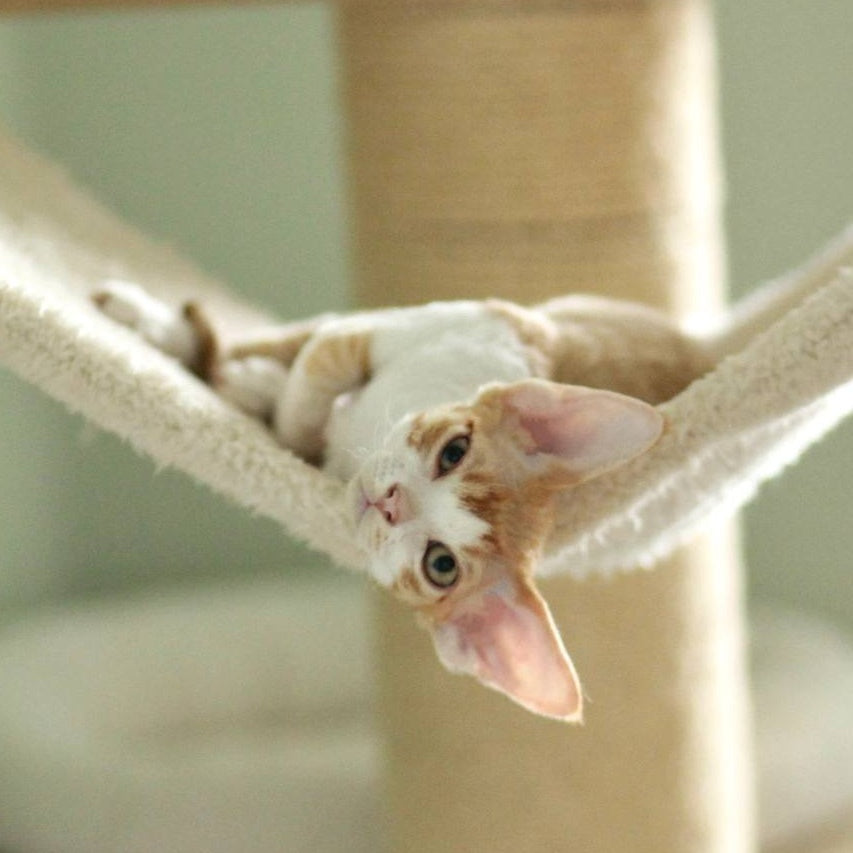 Oscar Devon Rex male, red bicolour