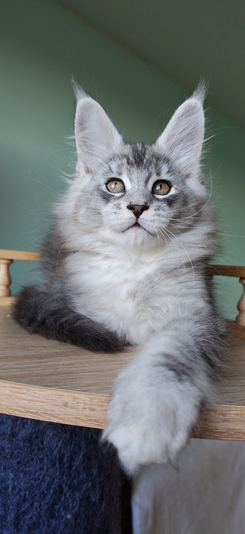 Felix Maine Coon male, black silver ticked tabby