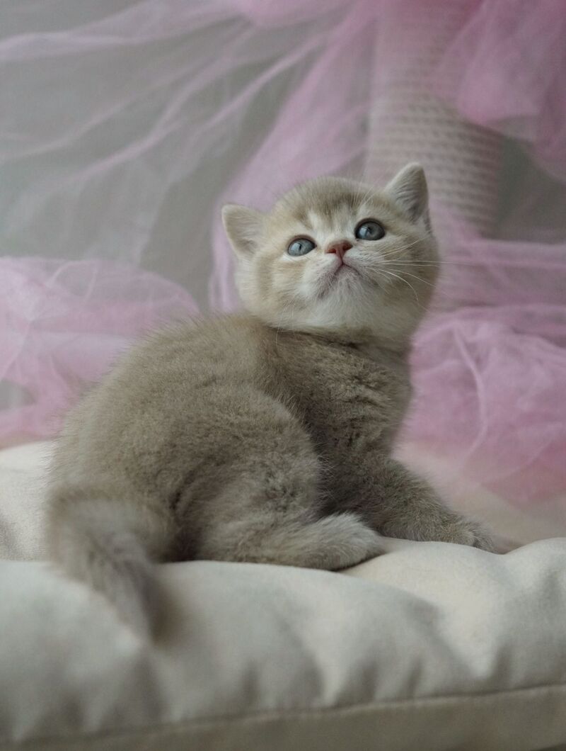 Rivka British Shorthair female, lilac ticked tabby