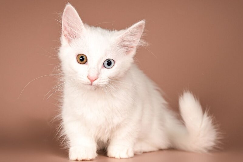 Amina Munchkin female, white