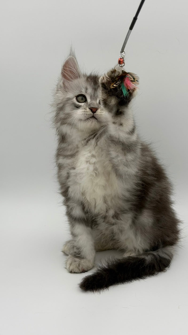 Mirage Maine Coon male, blue silver with white