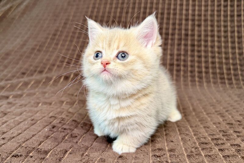 Marley Munchkin male, blue golden spotted tabby