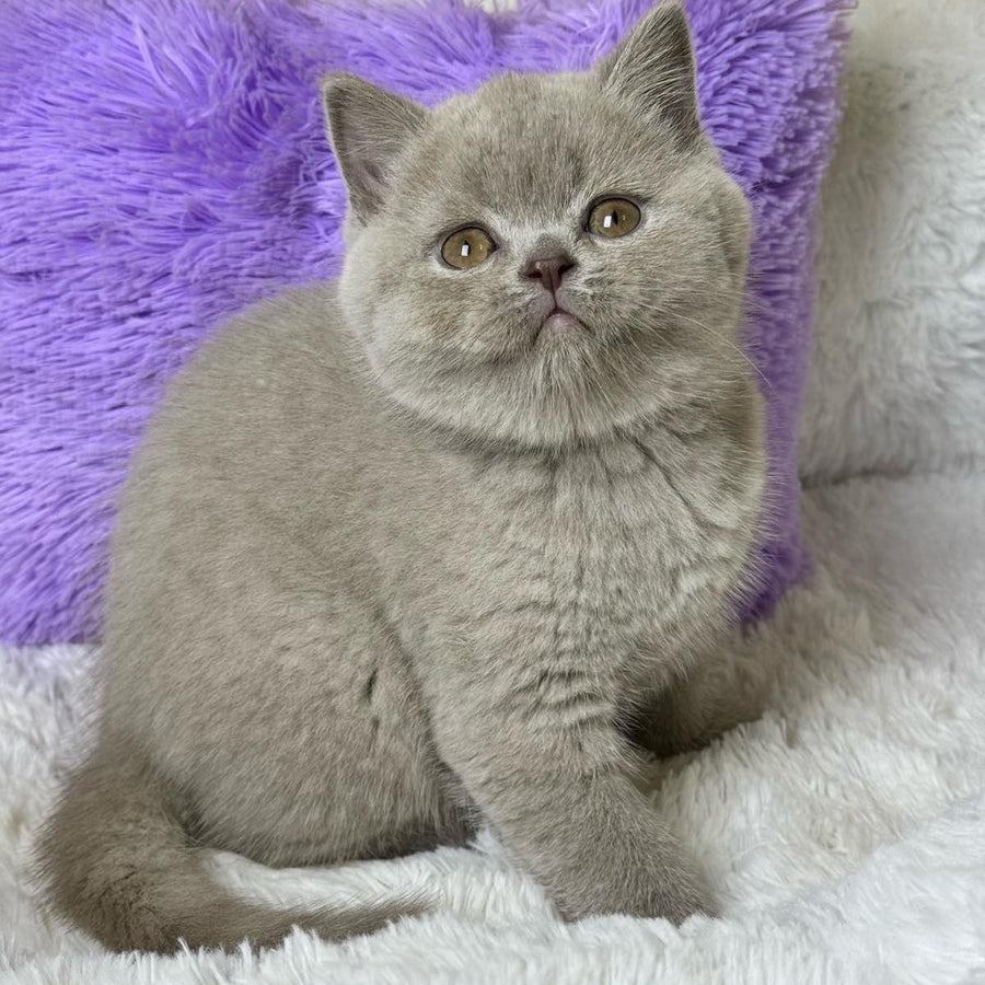 Apricot Scottish Straight female, lilac