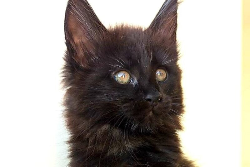 Cher Maine Coon female, black