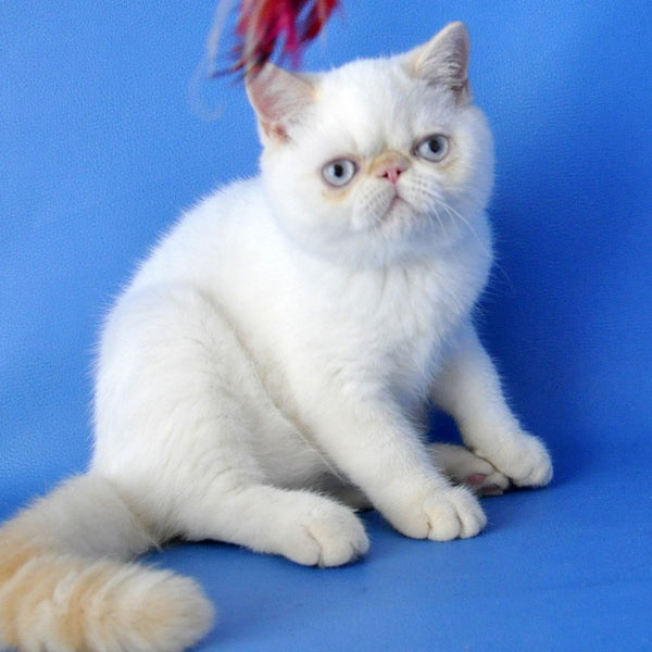 Lucas Exotic male, cream pointed