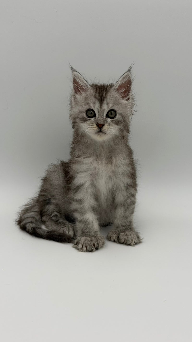 Marta Maine Coon polydactyl female, black silver spotted tabby