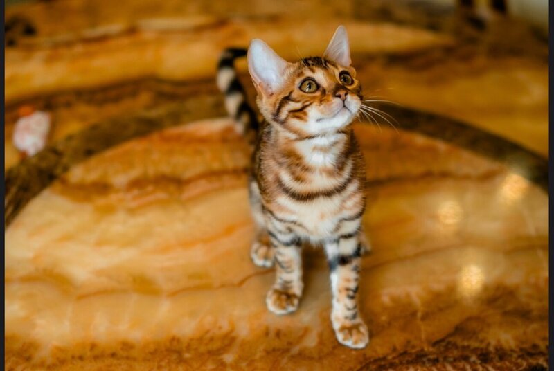 Alma Bengal female, black spotted tabby