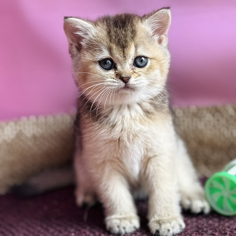 Sisi British Shorthair male, black golden ticked tabby