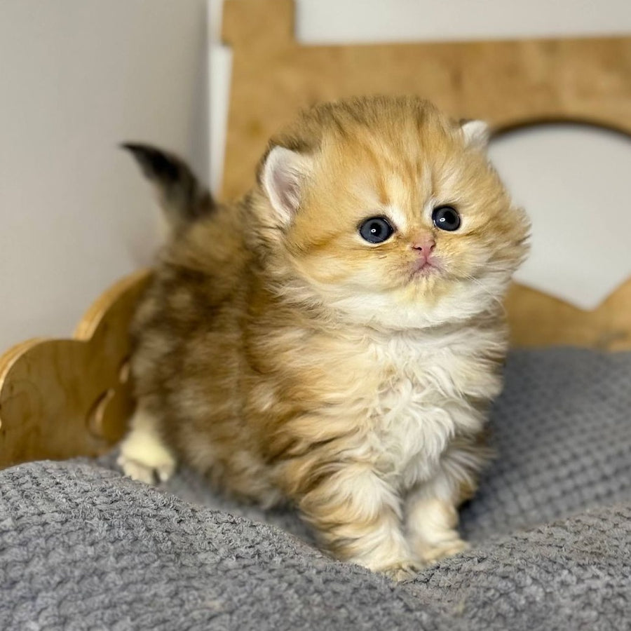 Nori Scottish Straight male, black golden tabby