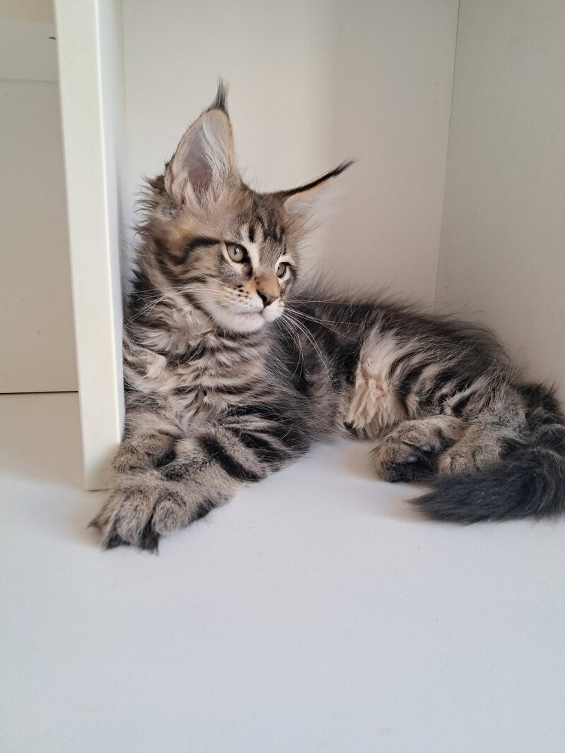 X-Archi Maine Coon male, black tabby