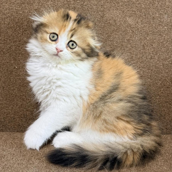 Carmelita Scottish Fold female, black tortie bicolour