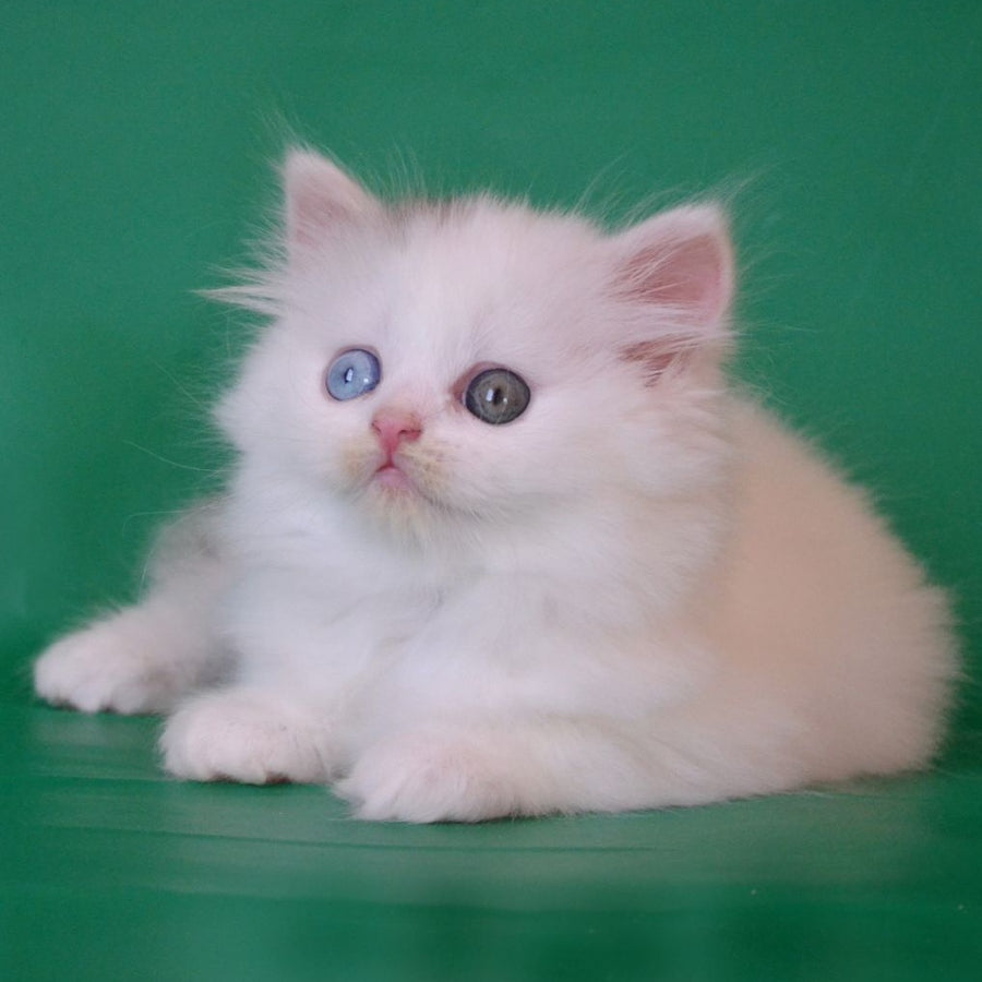 Oscar Scottish Straight male, black silver tabby van