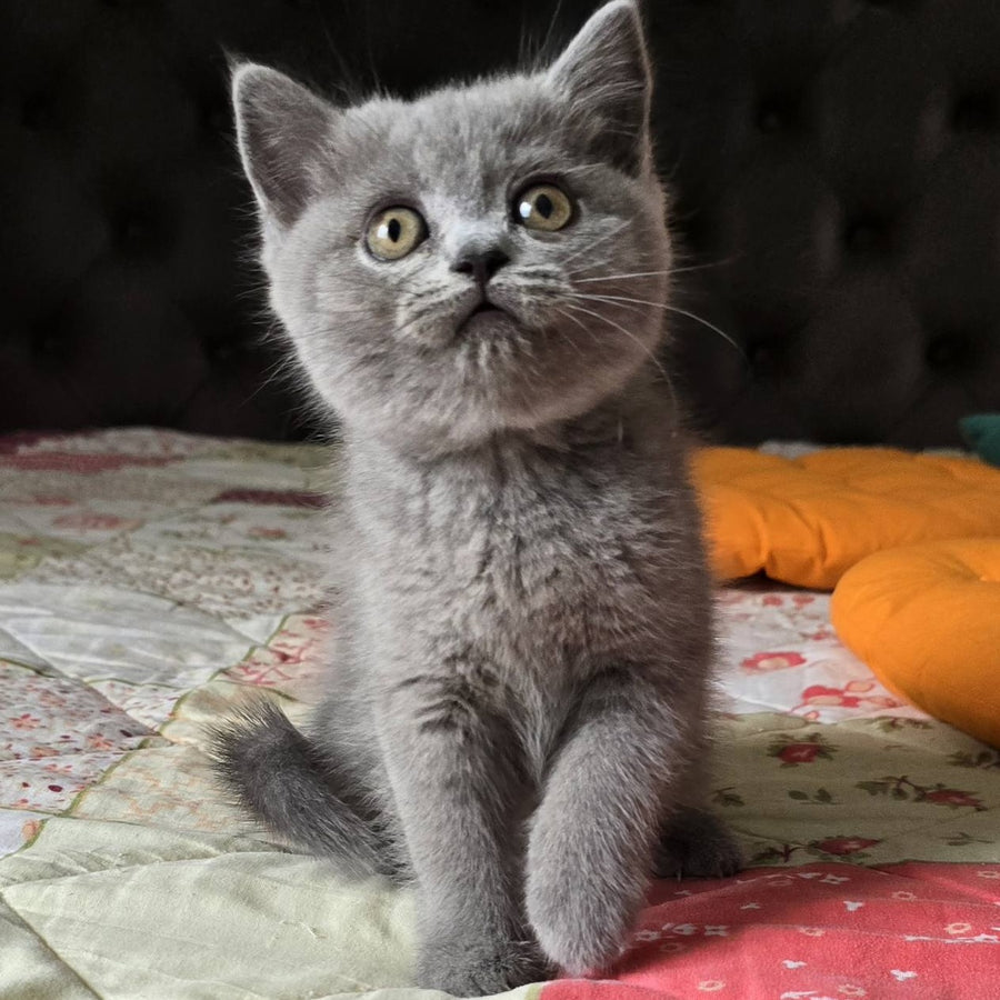 Claudia Scottish Straight female, blue