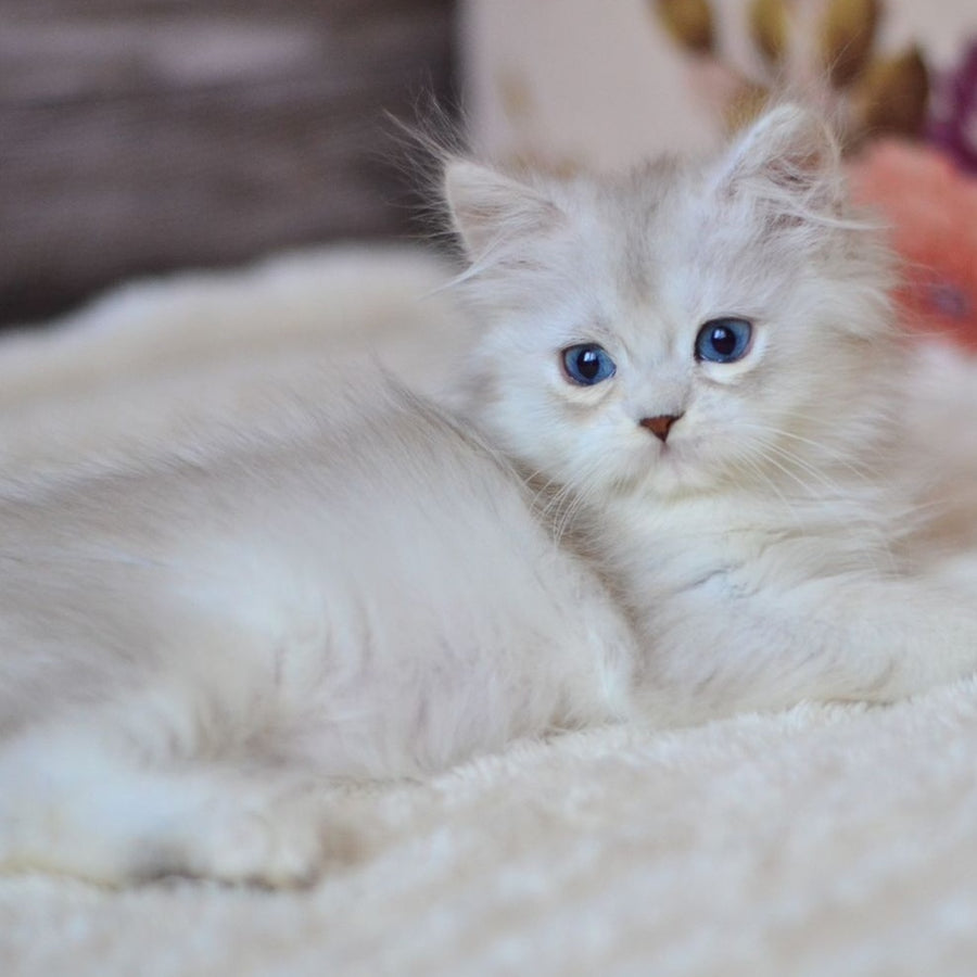 Harley British Longhair male, blue silver shaded
