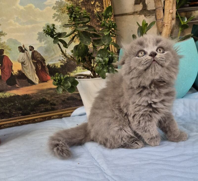 Erik Scottish Fold male, blue