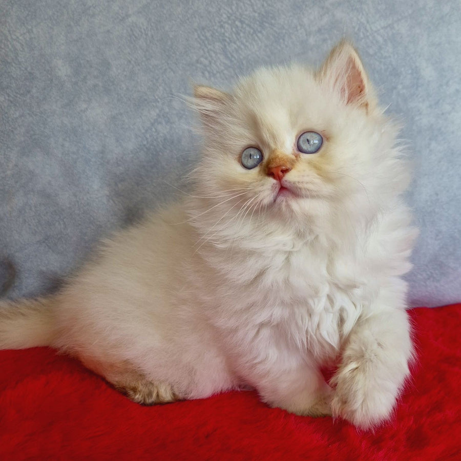 Diana British Longhair female, chocolate golden shaded pointed