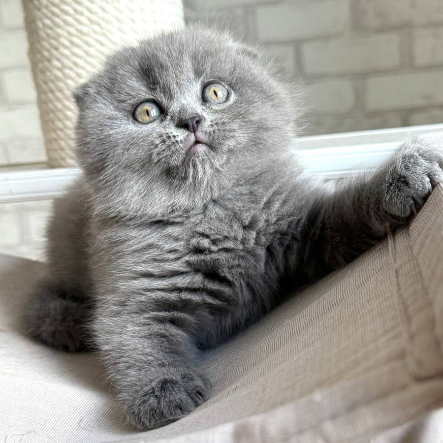 Nora Scottish Fold female, blue