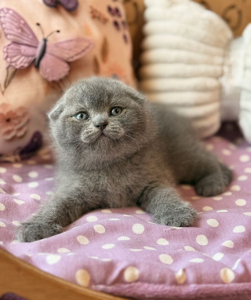 Potapuf Scottish Fold male, blue