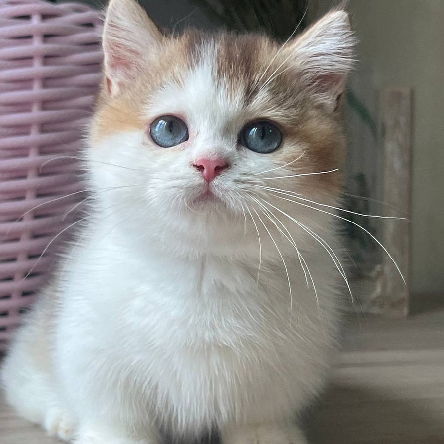 Bingo Munchkin male, chocolate ticked tabby harlequin