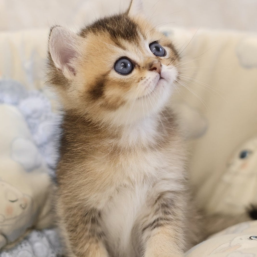 Eleon Scottish Straight male, black golden ticked tabby