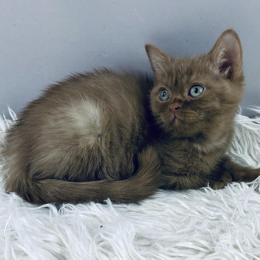 Indigo British Shorthair male, cinnamon