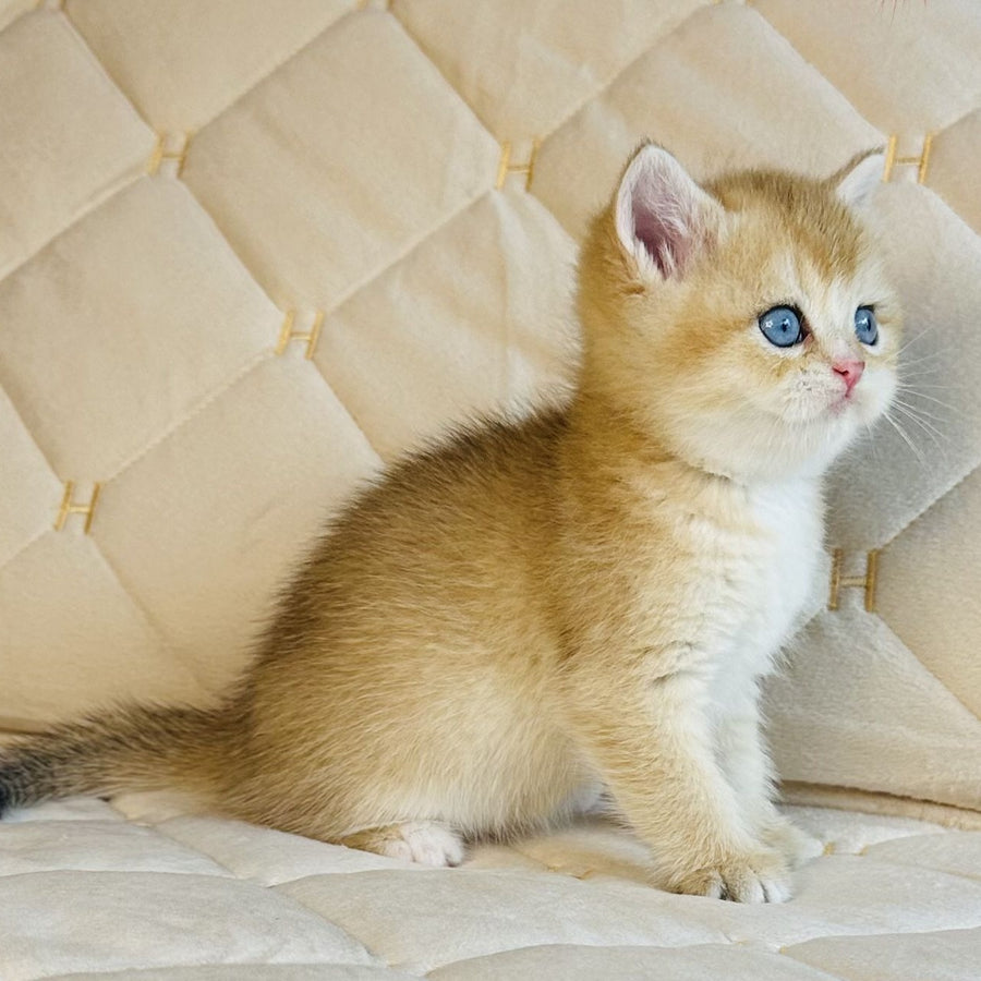 Finik British Shorthair male, black golden shaded with white