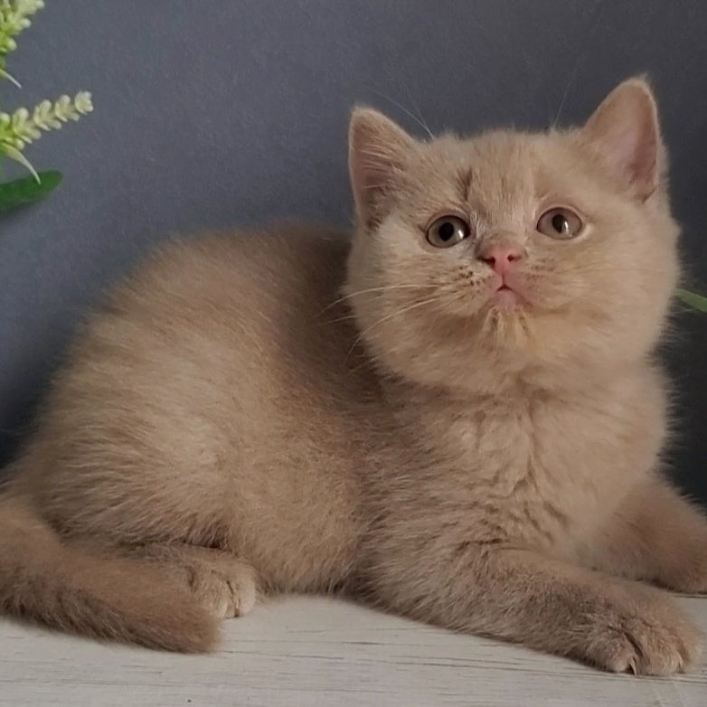 Feya British Shorthair female, fawn