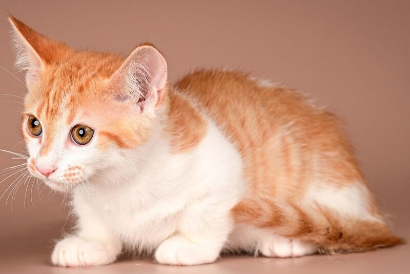 Amic Munchkin male, red tabby bicolour