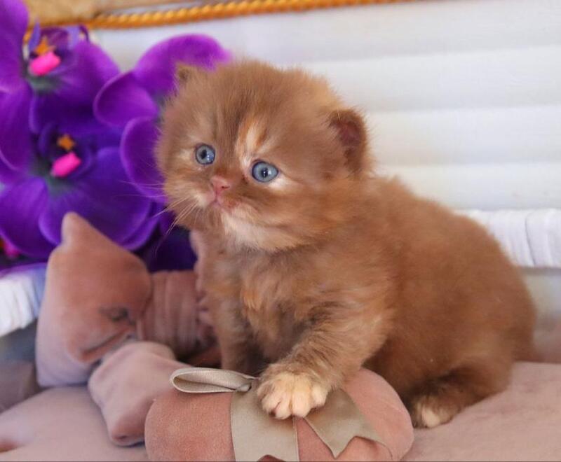 Rina British Longhair female cinnamon tortie - live animals