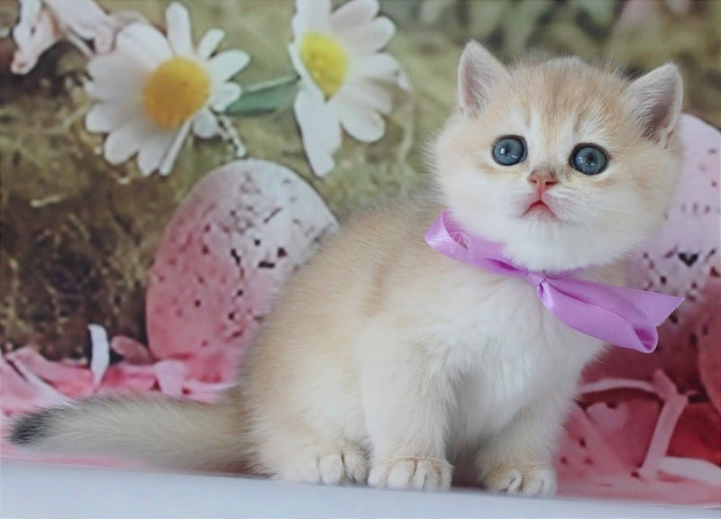 Fifa British Shorthair female blue golden chinchilla live animals