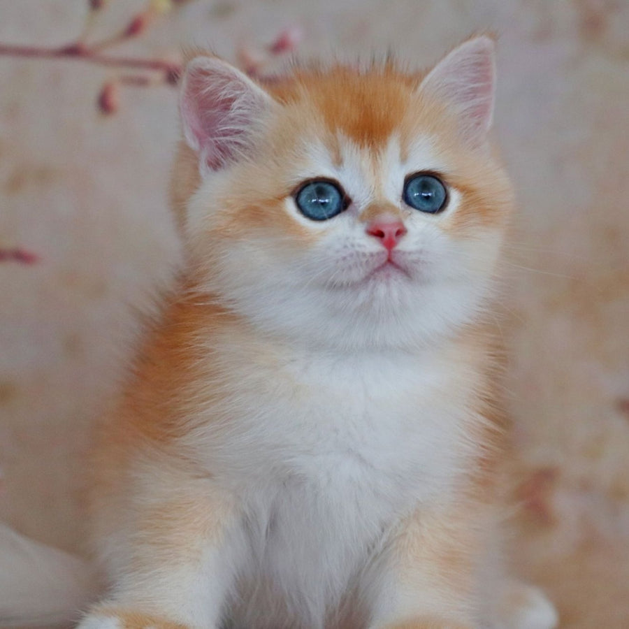 Yvonne British Shorthair female, black golden shaded
