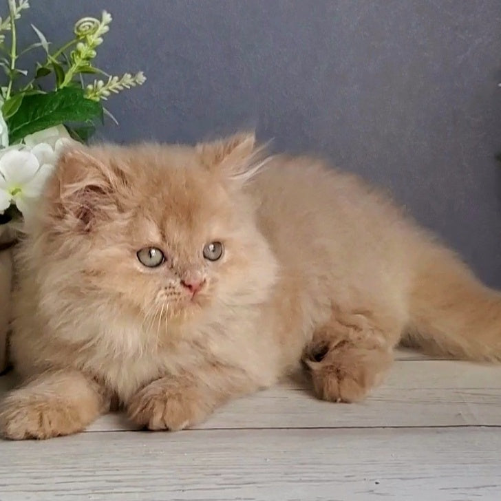 Felix British Longhair male, fawn