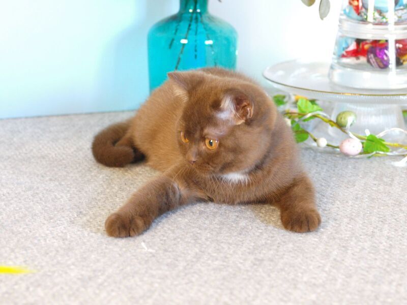 Neo British Shorthair male chocolate - live animals