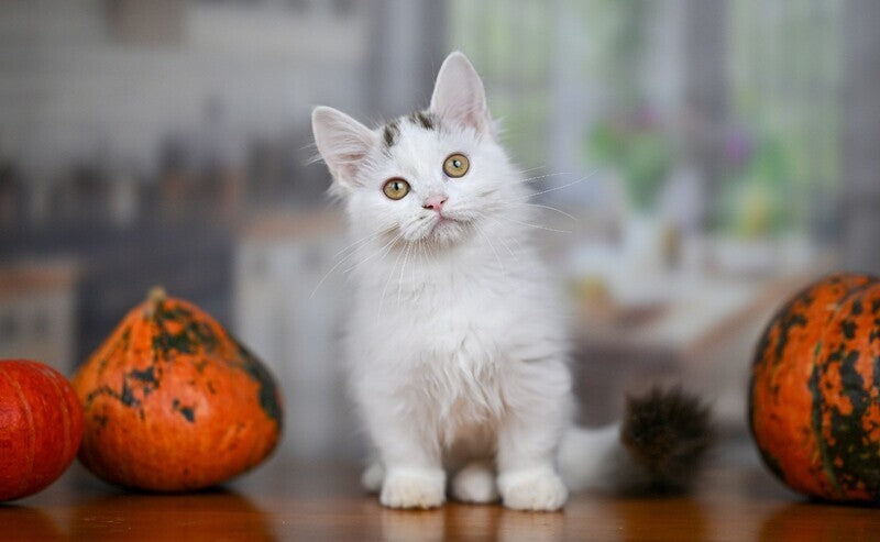 Limonchella Munchkin female, chocolate tabby van