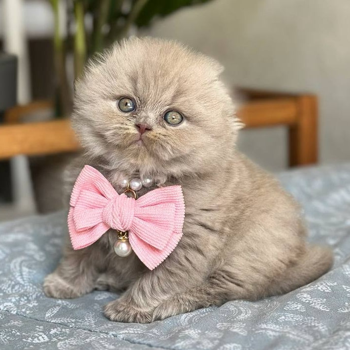 Lava Scottish Fold female, lilac