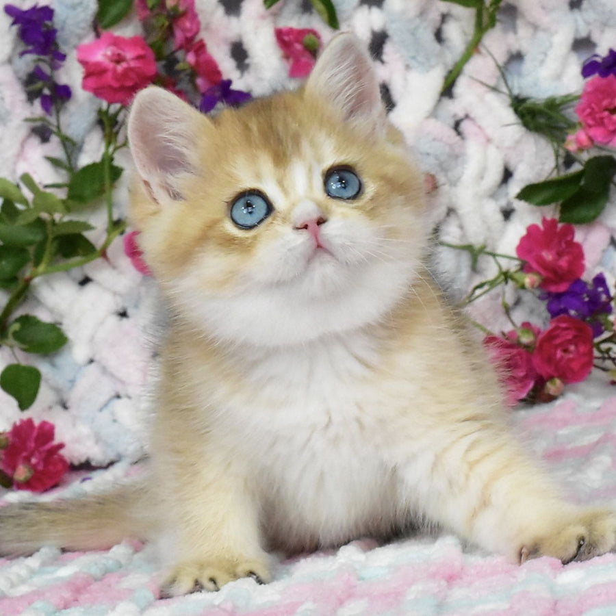 Avrora British Shorthair female, black golden shaded with white
