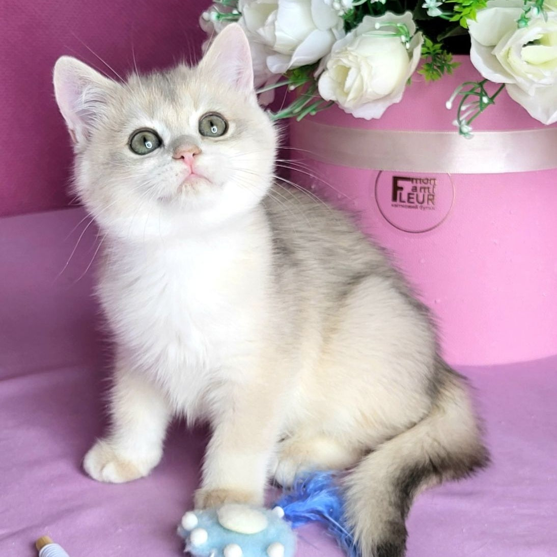 Aramis British Shorthair male, blue golden chinchilla