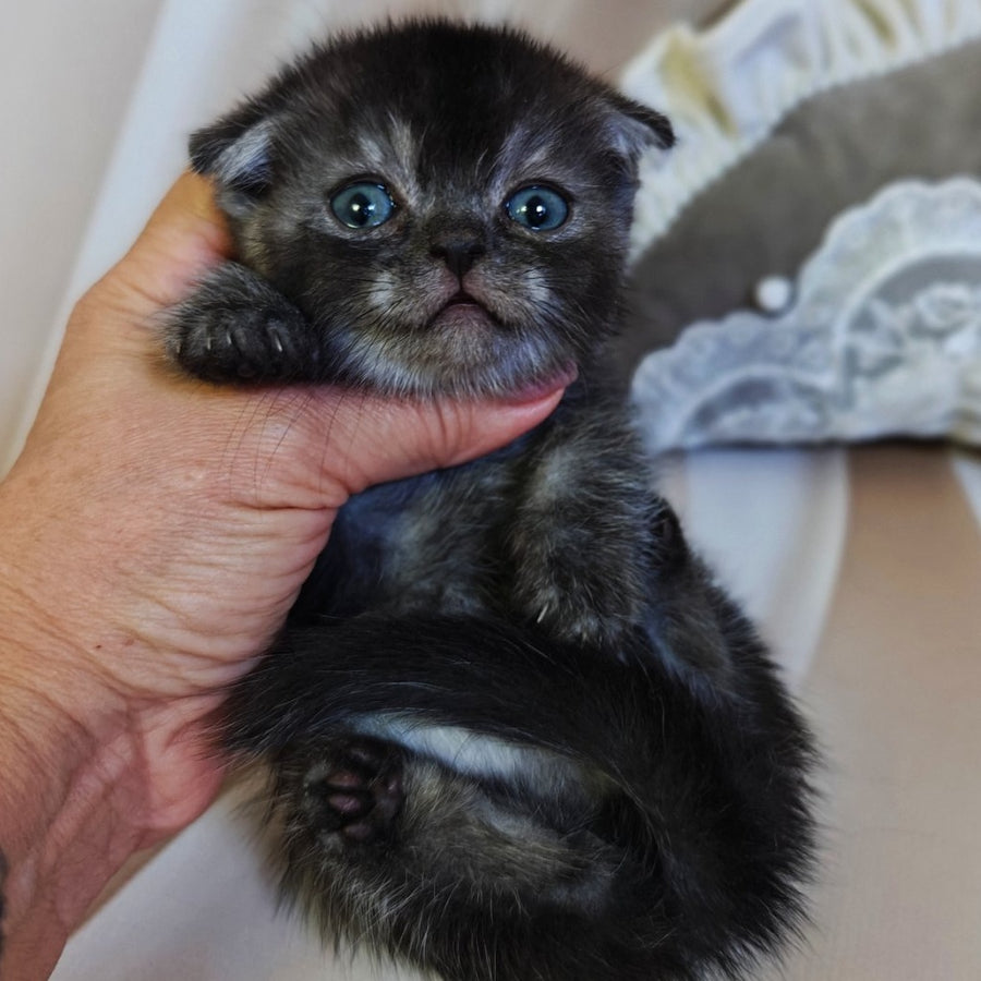 Ava Munchkin female, black
