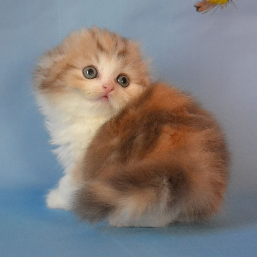 Rose Scottish Fold female, black tortie silver tabby bicolour